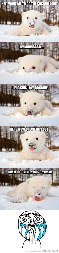 funny cute polar bear snow
