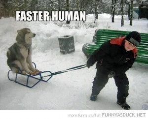 husky dog animal sled sledge snow boy pulling faster human funny pics ...