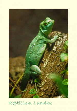 Garden Blog & Webmaster Blog, Gardening Ideas, Images And Notes