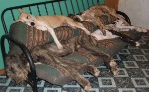 搞笑狗狗睡觉图片