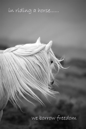 Inspirational quote quotation, horse photo, 