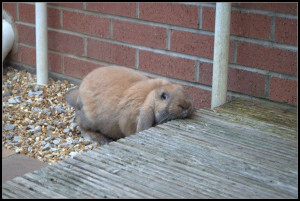 Thread: bunny binky french-lop 11 weeks old