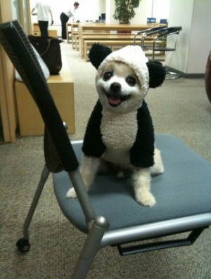 OH HEY! IT'S JUST A PANDA DOG (PIC)