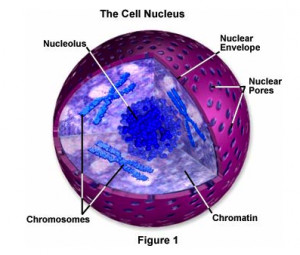 Cell Nucleus Chromosome