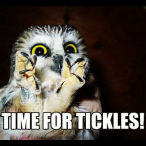 claws, cute, funny, owl, scary, tickle, tickles, ticlkles
