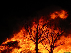 Burning Trees Theotherkate