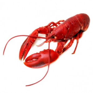 Lobsters can be put to sleep by putting them on their backs or by ...
