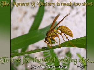... bonaparte victory on victory quote inspirational quotes expect victory