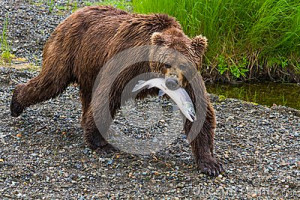 Royalty Free Stock Photo: Brown Bear Walking With Salmon in Mouth