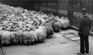 Sheeple: Signs That You Might Be Part Of The Herd