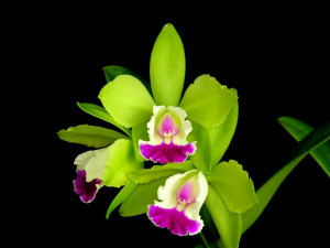orchid flowers wallpaper in high resolution for free get green orchid ...