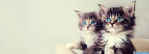 cute kittens facebook cover for timeline