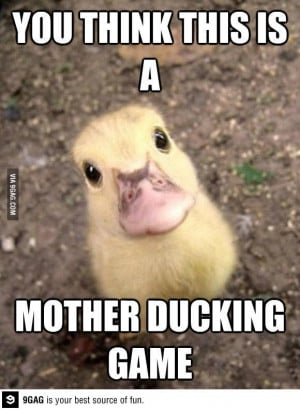 Baby duck isn't messing around...