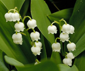 Lily of the Valley- Return of Happiness