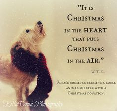senior pet adopt shelter christmas quote snow scarf more dogs quotes ...