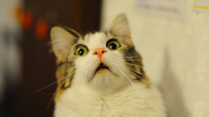 ... photos of cute surprised little furry cats will surely make you laugh