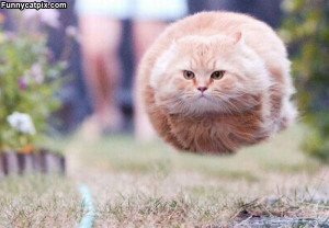 Check out the Hover Cat photo and some cute weird news of the day.