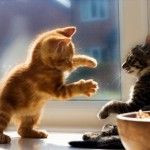 Funny: Little and cute kitty Funny: More cute animals Funny & cute ...
