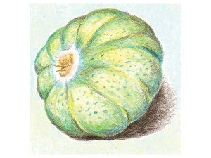 Melon Vert Grimpant