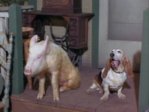 Green Acres - 03x03 Love Comes to Arnold Ziffel