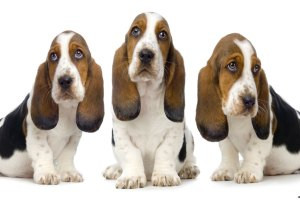 ... happy new year basset hound rescue of southern california happy