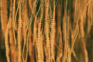 Tips on seed collection & propagation