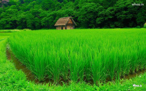 small hut in natural greenery atmosphere, Download Free Full HD ...
