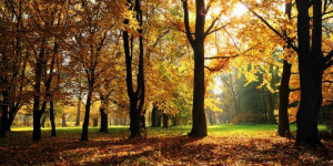 Autumn Fall Park Trees Twitter Headers & Twitter Covers
