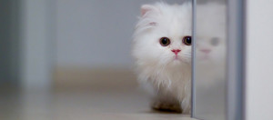 Tags: adorable , cat , cute , pet