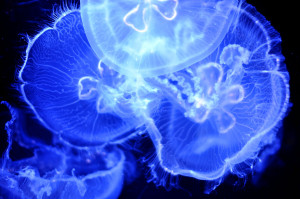 Glowing Jellyfish The Seashore