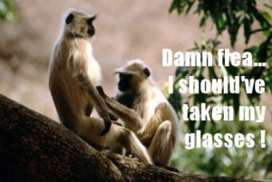 Funny monkeys catching fleas | funny-pics.co
