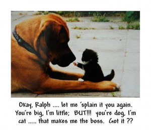 ... im little but you're a dog and i'm a cat and that makes me the boss