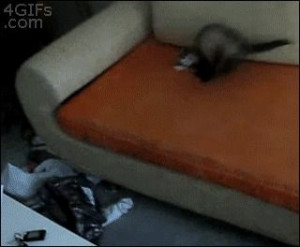 Overzealous Ferret...