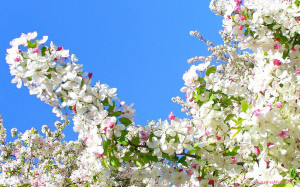 Happy Spring! 15 Favorite Quotes About Spring, Flowers Galore, and ...