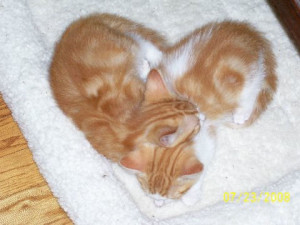 Celebrate Caturday with these Valentine’s Day Kittens!