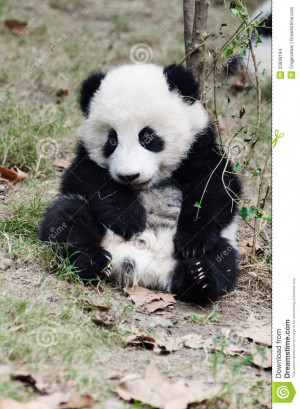 Panda is cute animals. However, it is still an animal and lazy.