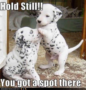LOL !!!! - puppies Photo