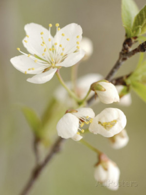 White Apple Blossom Flowers Blooming on Branch Photographic Print