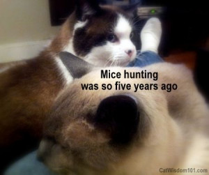 cats-quote-mouse-hunting-quote