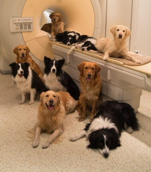 Dogs gathered around MRI scanner MR Research Center in Budapest. Image ...