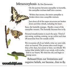 Metamorphosis More