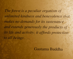 ... www.pics22.com/the-forest-is-the-percuilar-organism-buddhist-quote
