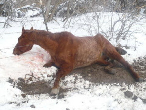 Horse ranchers arrested in 'severe' animal abuse case