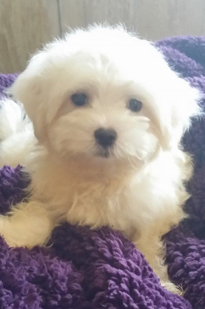 Maltese terrier puppies Available | Biggleswade, Bedfordshire ...