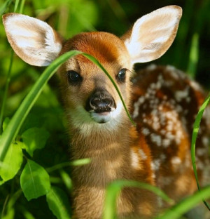 Baby deer image via Selene on www.Facebook.com