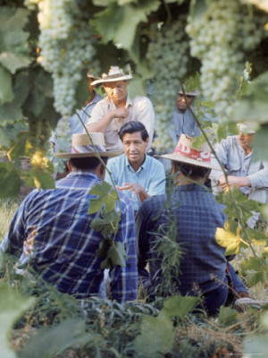 Cesar Chavez Talking in Field with Grape Pickers of United Farm ...
