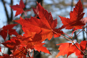 ... Pictures: Quotes To Write In A Sympathy Card With Red Leaf In The Tree