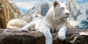 Twitter+Tiger+Cover,White+Lions,White+tiger,White+tiger+cover,White ...