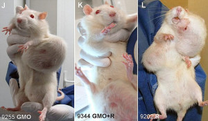 The French team has released shocking images of tumours in mice caused ...