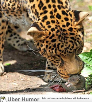 brave mouse came into a Leopard enclosure and fed